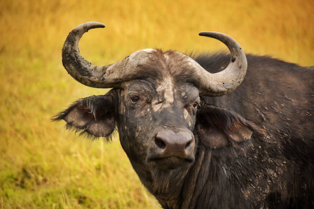 African buffalo stock photo