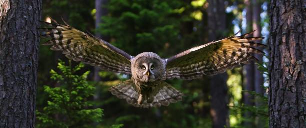 istock Sounds Of Silence 1412913783