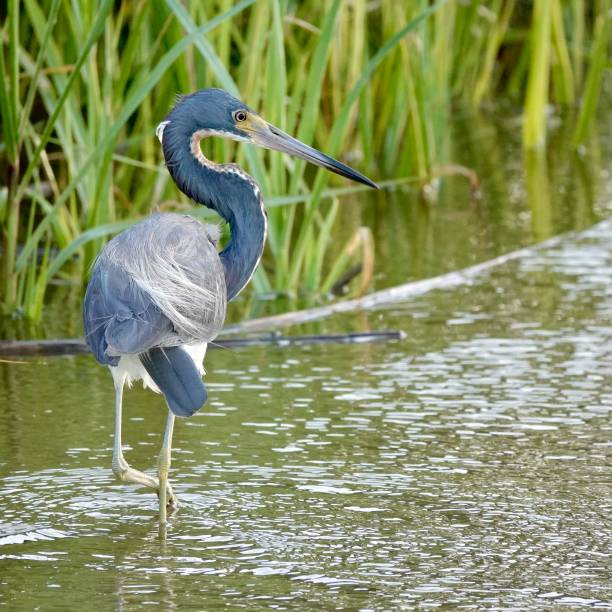 lindamente posado heron tricolor - tricolored heron - fotografias e filmes do acervo