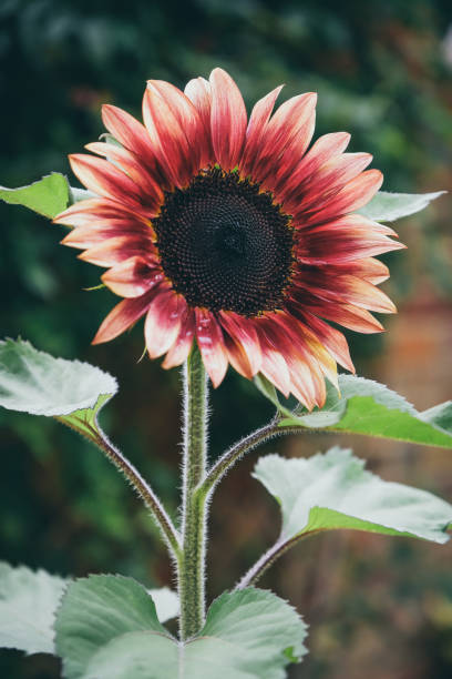 Beautiful dusky crimson colour Sunflower in full bloom