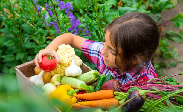 istock Smiling Girl Holding Vegetables In Basket 1412916420