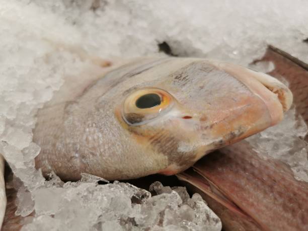 istock Fresh fish for sale in Nizwa 1412916462