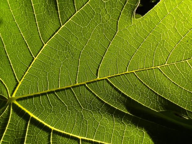 foglia di fico - fig leaf foto e immagini stock