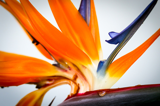 Close-up of Bird of Paradise Flower head in Bloom on white background  in Central Florida