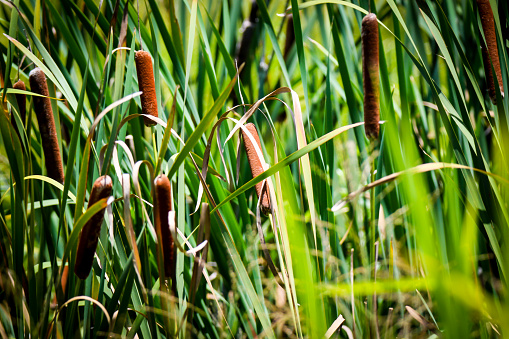 Cattail Plants in Swampy Area of Central Florida