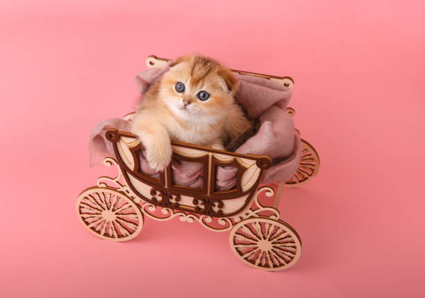 istock Funny chinchilla kitten in the coach 1412918908