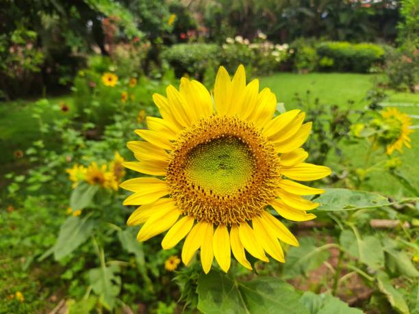 A picture of a sunflower.