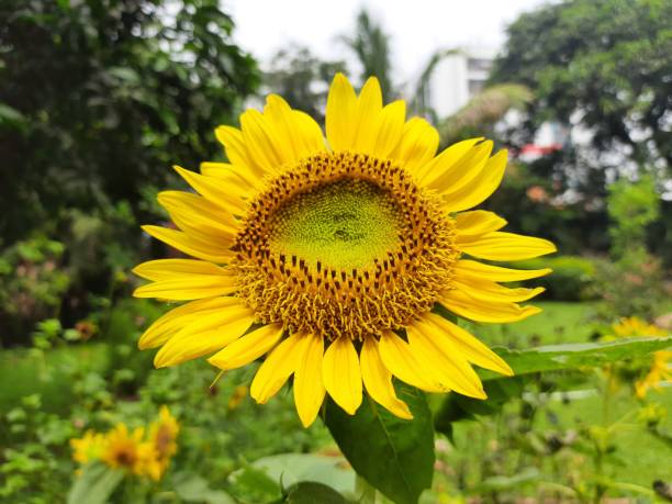 Sunrich Orange Tall Sunflowers
