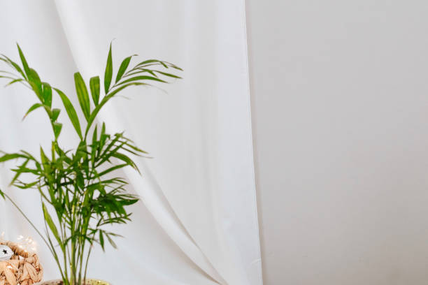 istock Home potted Plant 1412920523