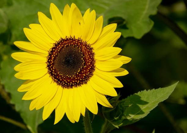 singolo girasole giallo vibrante - sunflower isolated single flower tall foto e immagini stock