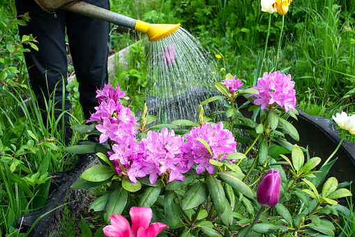 Beautiful pink rhododendron flowers are poured with water from a watering can