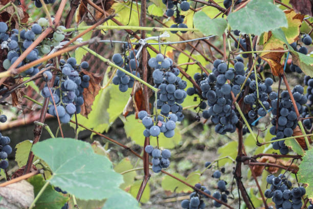 istock ripe grapes in autumn in Romania 1412921334