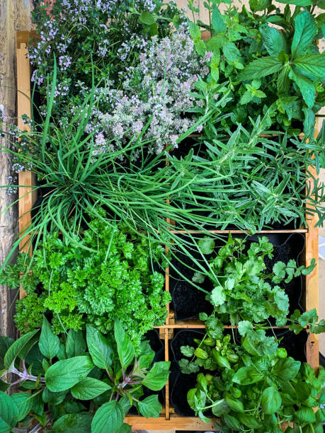 Overhead view of raised bed herb garden stock photo