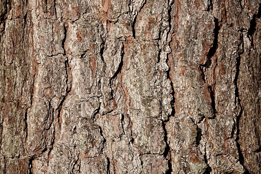 Macro photography of a sunlit oak tree trunk. Textured background photo.