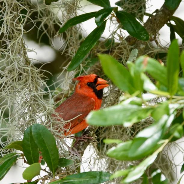 istock Sweetly Posing Male Northern Cardinal 1412922700