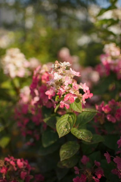 istock Pink flowers on a sunny day, blurred background 1412922897