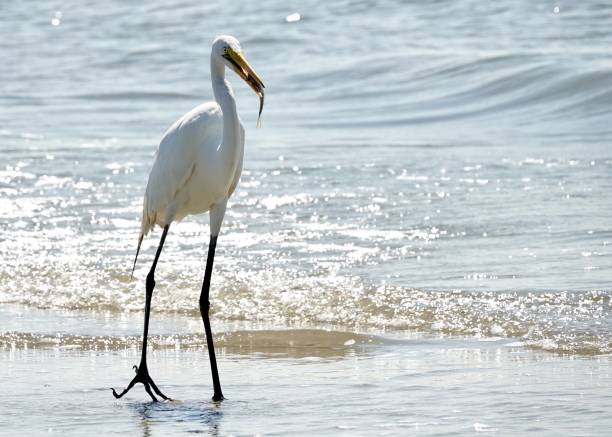 Portrait of a Great Egret at the Beach