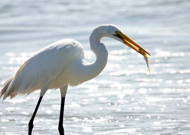 Wading Egret Profile