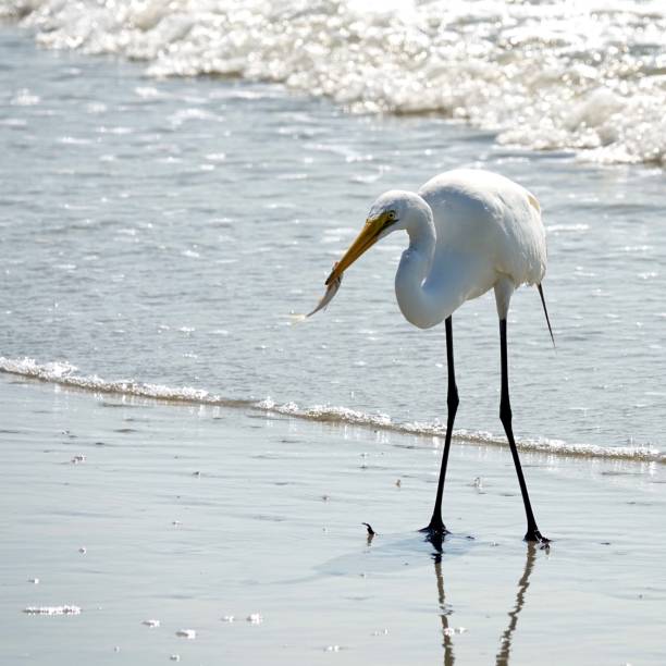 Great Egret Playing with a Fish