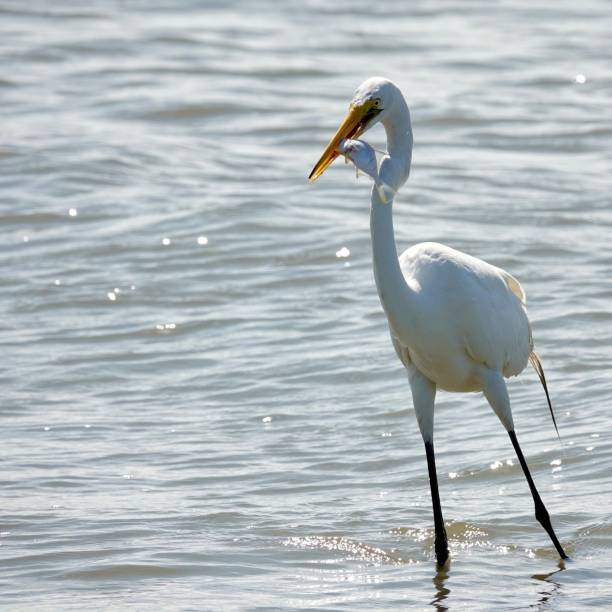 Great Egret Portrait