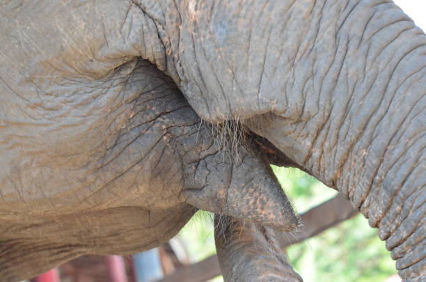 istock Asian Elephant in Thailand 1412923146