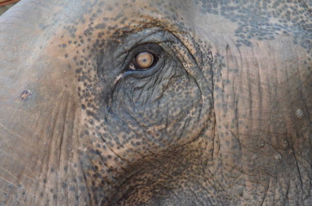 istock Asian Elephant in Thailand 1412923181