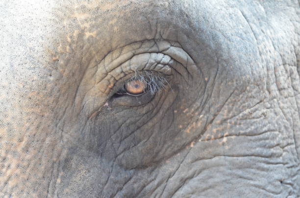 istock Asian Elephant in Thailand 1412923198