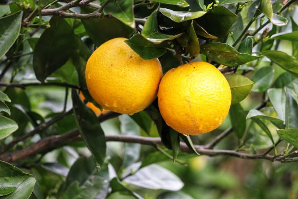 istock A small orange tree in the garden. 1412923265