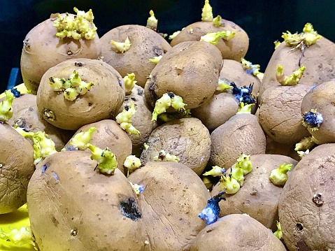 A platter full of sprouting seed potatoes