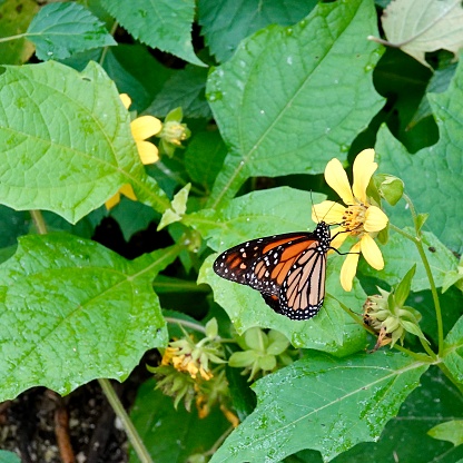 Pretty monarch feeding off of a yellow bloom surrounded by large green leaves. Background is green.