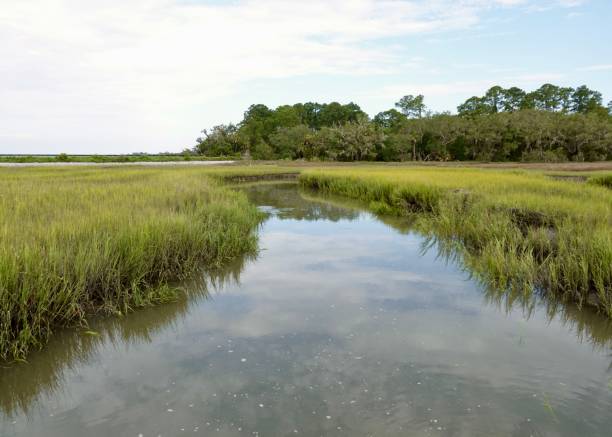 istock Reflecting Stream in the Grasses 1412924357
