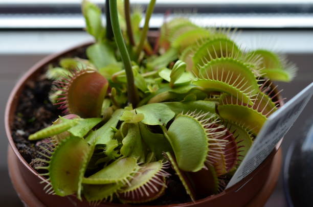 istock Plants are friends 1412924418
