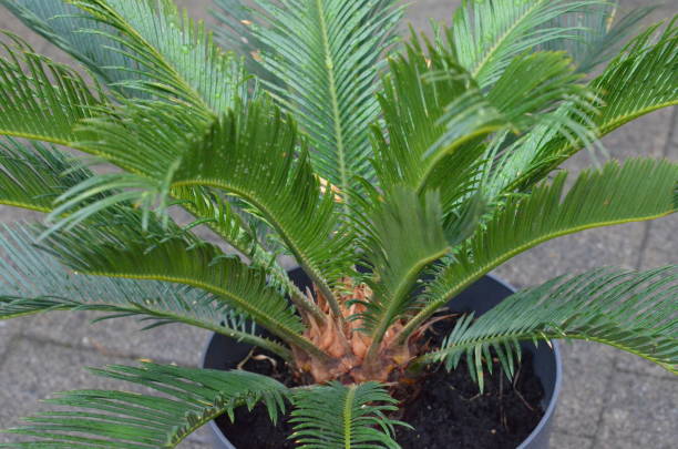 istock Plants are friends 1412924440