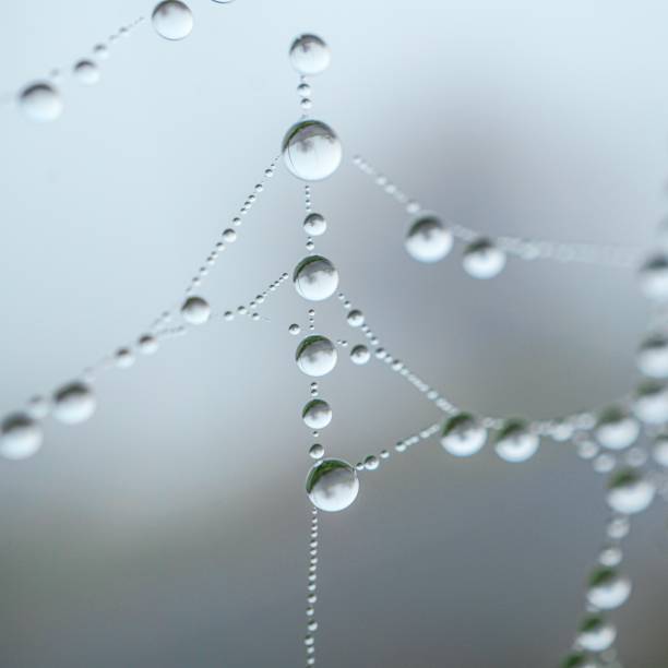 istock raindrops on the spider web in rainy days, abstract background 1412924478
