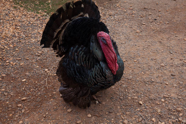 wild turkey walk on soil in country farm