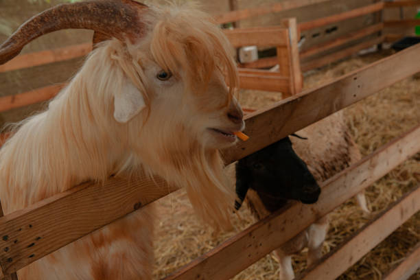 istock Goat in farm with hay and straw 1412925272