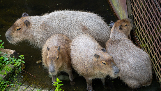Capybara Group Bathing
