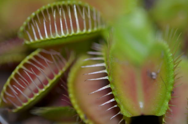 istock Plants are friends 1412925886