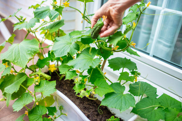 istock Growing cucumbers on the balcony 1412926804