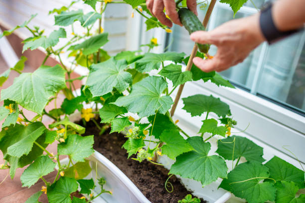 Growing cucumbers on the balcony