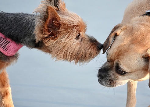 Two small dogs meeting at the beach. A friendly sniffing hello. Dogs fill the photo and water provides the background.