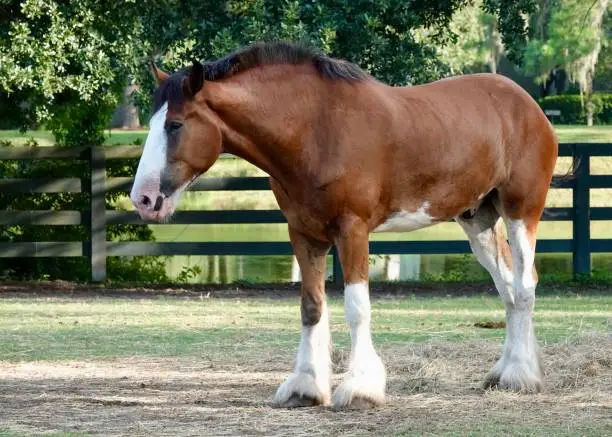 Pretty horse standing in the field enjoying a bright sunny morning at the stables in Hilton Head. Green background.