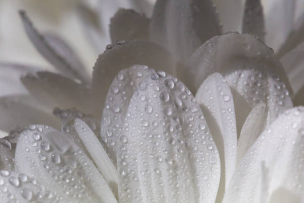 Drops dripping from plants