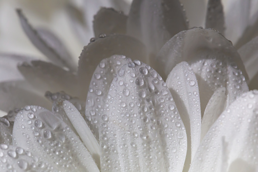 Fresh beautiful white chrysanthemum petals in raindrops close-up. Perfect background for your design. Beauty and peace. Selective focus, defocus