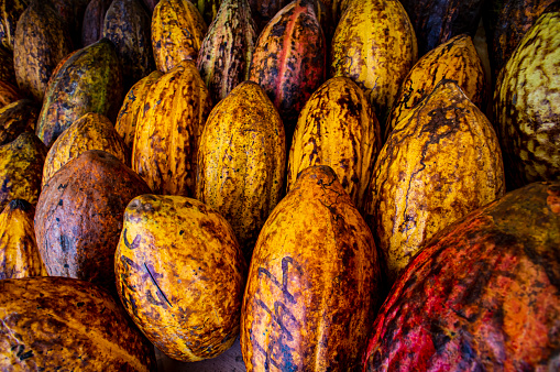The cocoa fruit, Theobroma cacao L., commonly called the pod, consists of a relatively thick shell that contains a very diverse number of seeds, between 20 and 50, normally arranged in five rows and submerged in a mucilaginous pulp of a white color and flavor. sugary