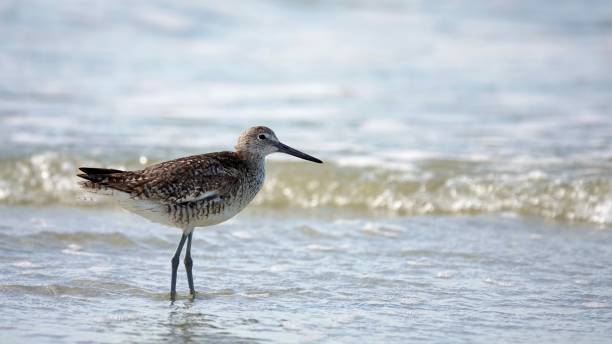istock Willet on the Beach in Hilton Head 1412928822