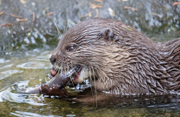 istock Otter eating fish in the water 1412929400