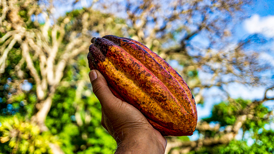 The cocoa fruit, Theobroma cacao L., commonly called the pod, consists of a relatively thick shell that contains a very diverse number of seeds, between 20 and 50, normally arranged in five rows and submerged in a mucilaginous pulp of a white color and flavor. sugary
