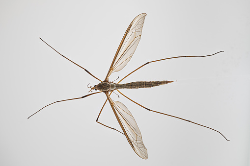 Black and yellow striped parasitic wasp of Tryphoninae subfamily isolated on white background