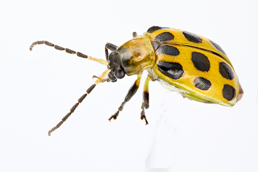 Cucumber Beetle at 3X